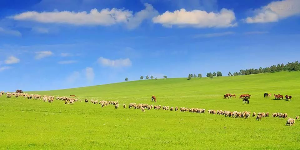 呼伦贝尔,草原之韵,美不胜收的风光画卷!